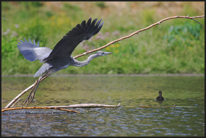 Airone cenerino nel fiume Bisenzio